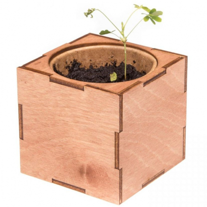 Набор для выращивания Экокуб Lite, мимоза, пример роста