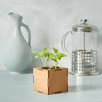 Набор для выращивания Экокуб Lite, томат, пример роста