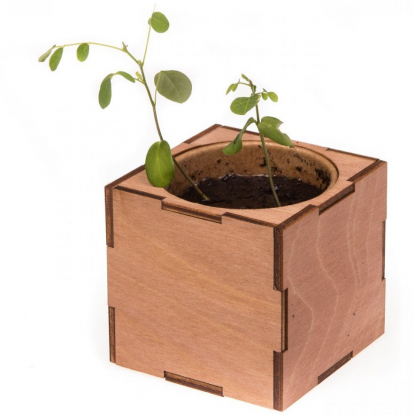 Набор для выращивания Экокуб Lite, акация, пример роста