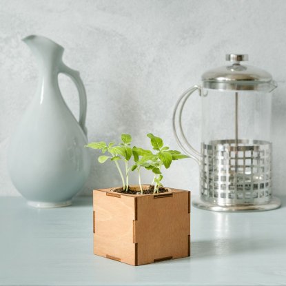 Набор для выращивания Экокуб Lite, томат, пример роста